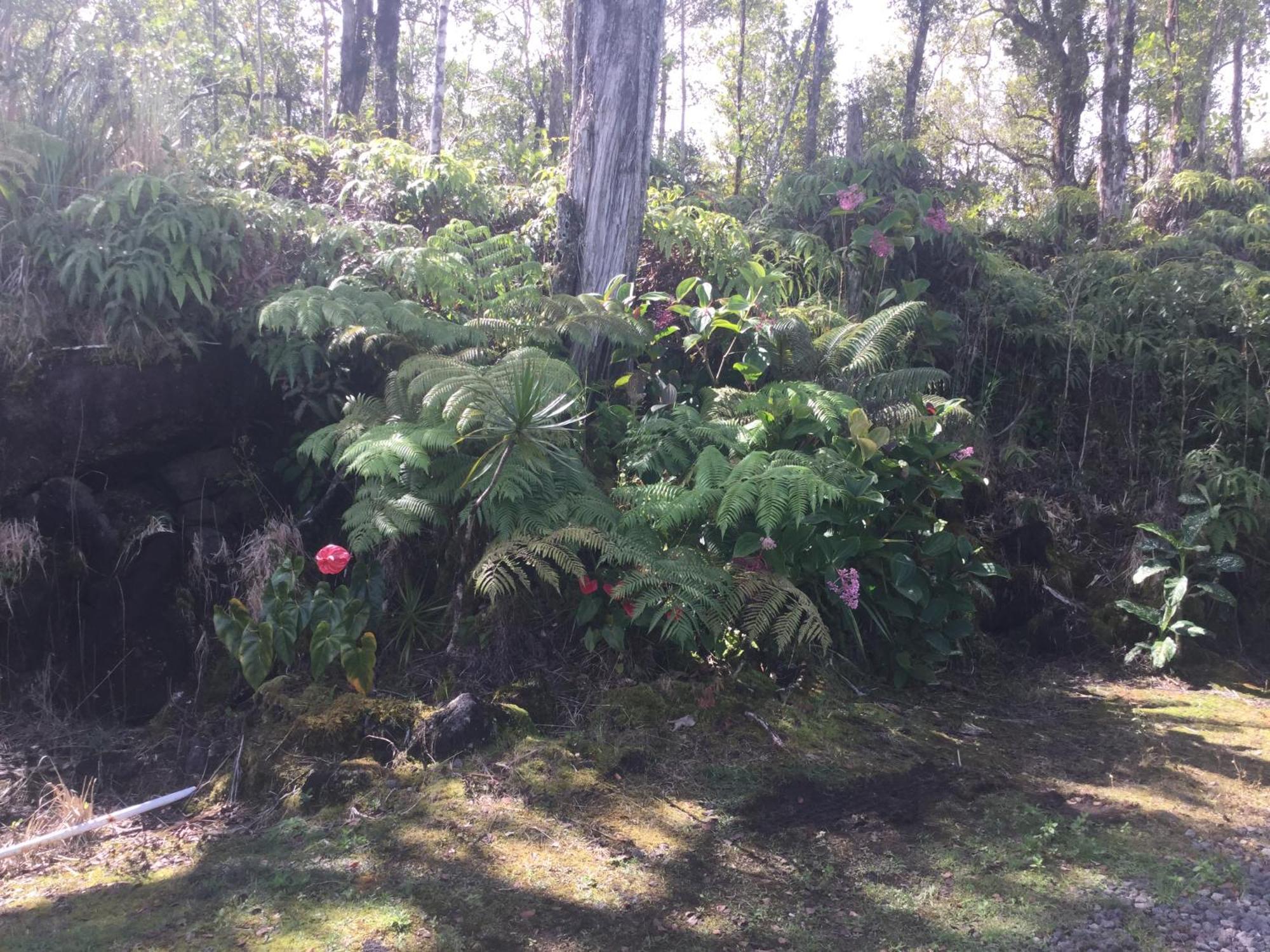 Simply Convenient Tropical Country Studio Mountain View Eksteriør bilde